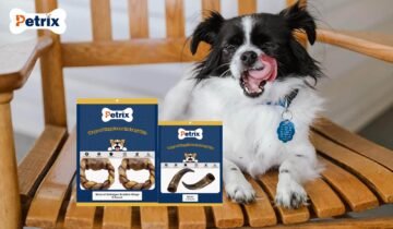 How Dog Chews Can Help Prevent Destructive Chewing Behavior